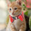 1Comfortabele Kat Hondenband Met En Stof 3