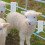 Durability Livestock Milk Feeders with Flows Control For-2 8