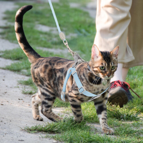 1Set Verstelbaar Kattenharnas Met Stevige Lijn Escape Proof 2