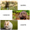 3St Duurzaam Hamsterbad Met Gladde Thuisgebruik 6