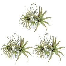 12Pack Ananas Artificiale Erba Piante Aeree Fiori Finti Floccaggio Finto Tillandsia Bromeliace Decorazione Giardino Casa