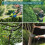 Cordless Pole Hedge Trimmer & Chainsaw Set 9