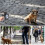 50KG Large Dog Lead Leash Strong Retractable Extendable Lockables Tape 8M 9