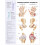 Understanding Arthritis Anatomical Chart Paperback Book 1