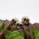 80Pcs Skulls Human  Skull Realistic Skeleton Skulls for Halloween Table Decor 7