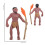 Simulation Human Evolution Models Primitive Figurine Growth Cycle Human Action Figures Educational Toys for Children 6