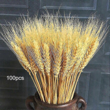 100 Stems Natural Dried Wheat Stalks for Home Christmas Wedding Decor