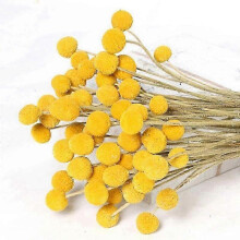 Natural Dried Yellow Ball Flower Bouquet, Freshly Harvested Real Dried Plant Bunch for Decoration