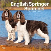 English Springer Spaniels 2026 Square Flap Calendar Other Book