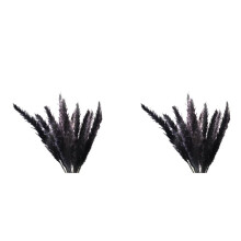 60 Piezas de Hierba de Pampa Negra, Tallos Pequeños Esponjosos Secos Naturales de 17 Pulgadas para Arreglos Florales de Decoración de Bodas En El