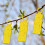 25 darabos ragacsos rovarfogó lap - rovarcsapda Yellow 8