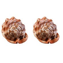 2X NatüRlicher Bullen Mund Helm Muschel Schale Korallen Meeres Schnecke Aquarium SchmüCken Ornament 1 StüCk