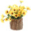 1Hout Stamsucculent Pot Rustiek Design Voor En 1
