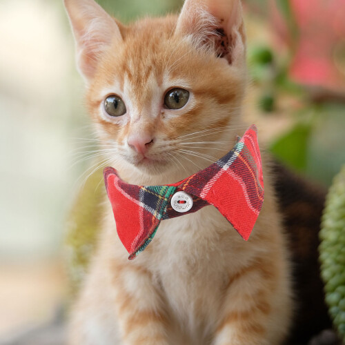1Rode Kat Halsband Met Dagelijks Gebruik 2