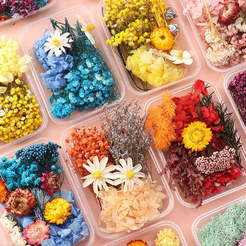 (P) DIY Everlasting Flowers Material Real Natural Dried Bulk Kit 1