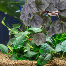 Kunstplant Terrarium En Aquarium, Kunststof, Multi