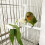 Vogelfutterclip-Halter, weiß, Kunststoff, 2er-Pack 6