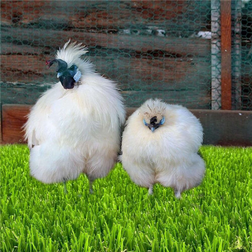 Chicken Nesting Box Pads for Laying Eggs with Vegetable Skewer String Feeder, Washable Nesting Pads for Chicken 6Pcs