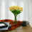 Tulipas de seda amarelas, 34 cm (13,5 polegadas), 12 unidades parcialmente abertas. 4
