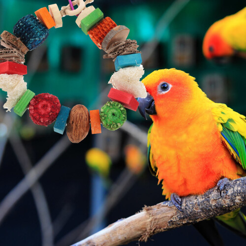 1Interactief Speelgoed Vogels