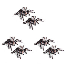 10 Stks 9.5 cm Grote Nep Realistische Spider Insect Model Toy Fun Halloween Scary Prop