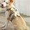 Dog Harness Vest Reflective Adjustable Quick Release Chest Strap for Walking 2