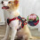 Dog Harness Vest Reflective Adjustable Quick Release Chest Strap for Walking 4