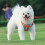 Dog Harness and Leash Set for Small Medium Dog No Pull Soft Mesh Chest 5