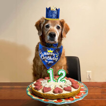Dog Birthday Party Supplies, Dog Birthday Hat Bandana Scarf with Cute Dog Bow Tie for Small Medium Dogs Pets