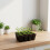 15Pack Compacts Seedling Propagation Trays Suitable For Various 8