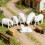 Tiny Resin Shepherd Figures 1/64 Scale-A Group of Lambs 6