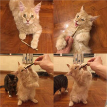 80 Pçs BastõEs de Videira Natural para Catnip BastõEs Matatabi Mastigar BastõEs Dentes Molar Brinquedos de Mastigar para Limpeza de Dentes de Gato