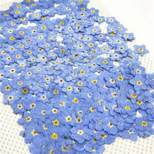 200PZ Pressato Essiccato Naturale Blu Dimenticaremenot Fiore Pianta Erbario per Gioielli Cassa del Telefono Nailart DIY