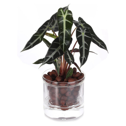 3X Vaso Autoirrigável de 4 Polegadas, Vaso para Violeta Africana, Vaso de Vidro com Fundo Irrigável para Plantas de Interior e Propagação 2