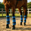 Enveloppe de jambe de cheval, coque dure, Protection-Violet 2