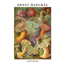 (50cm x 40cm, Multicoloured) Ernst Haeckel Actiniae Print