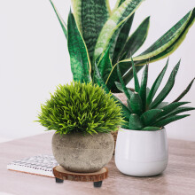 2St Plantenrek Met Voor En Succulent