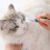 Draagbare Kattenkam Zachte Kattenverzorging 3