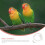 1Verstelbare Vogel Riem En Buitentraining 1