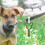 4St Plastic Hond Leash Tas Huisdier Wandelaccessoires 8