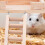 1Speelplatform En Klimladder Hamsters 8