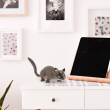 1Plastic Dierenmodel Petaurus Breviceps Bruin Voor Desktop Decor