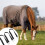 Conjunto de 8 Tiras Elásticas para Patas de Cavalo, com Fechos Giratórios Duplos, Comprimento Ajustável de 60 A 107 cm (24 A 42 Polegadas). 1