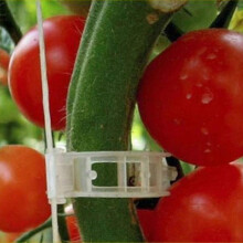 Tomatenclips zur Pflanzenstütze, 50er-Packung Kunststoffbefestigungen für Rankgitter und Kletterpflanzen