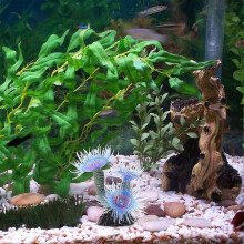 Decorazione artificiale a forma di corallo per acquario, in resina blu, 2 pezzi