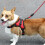 Dog Harness with Leash, Reflective, Explosion Proof for Small Medium Large Dogs, Red, Polyester 4