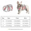Escape Proof Dog Harness with Handle and Reflective Strips for Small Medium Large Dogs 2
