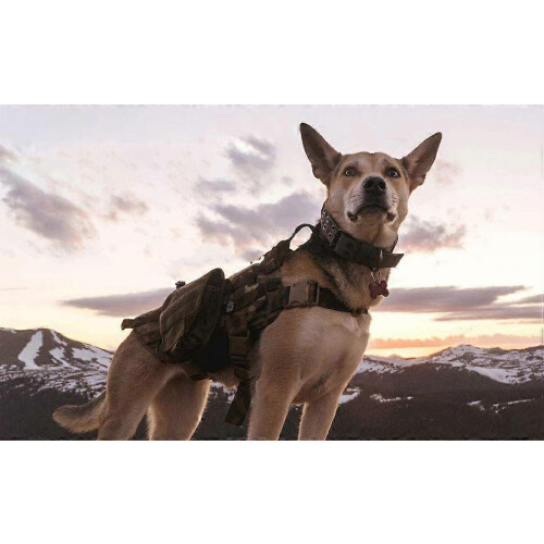 Tactical Collar for Large Dogs with Handle, 2" Wide Nylon for Heavy Pullers 2