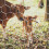 1Roll Hexagonal Wire Net Voor Kippen En , Metaal, 3
