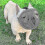 Short Snout Dog Muzzle for Bulldogs, Adjustable Breathable Mesh, Sizes S M L 3